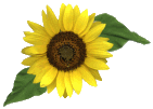 sunflowerbullet2.gif (1575 bytes)